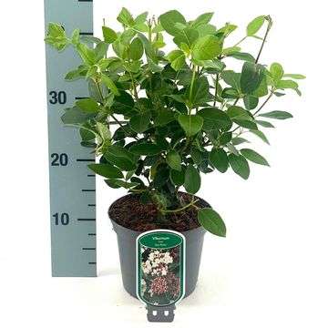 Viburnum tinus 'Eve Price'