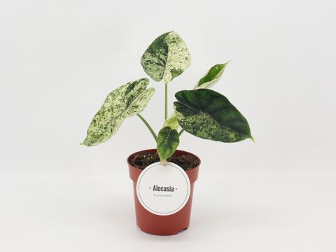 Alocasia 'Dragon Scale Mint'