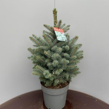 Picea pungens SUPER BLUE SEEDLING