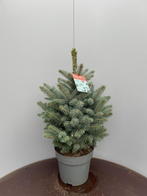 Picea pungens SUPER BLUE SEEDLING