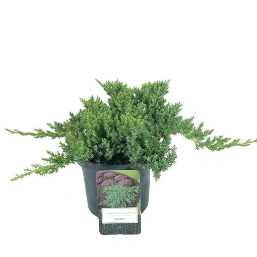 Juniperus procumbens 'Nana'