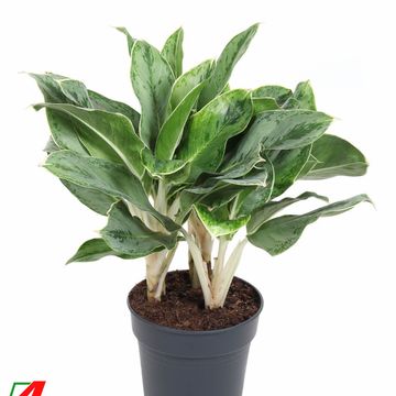 Aglaonema 'Horizon'