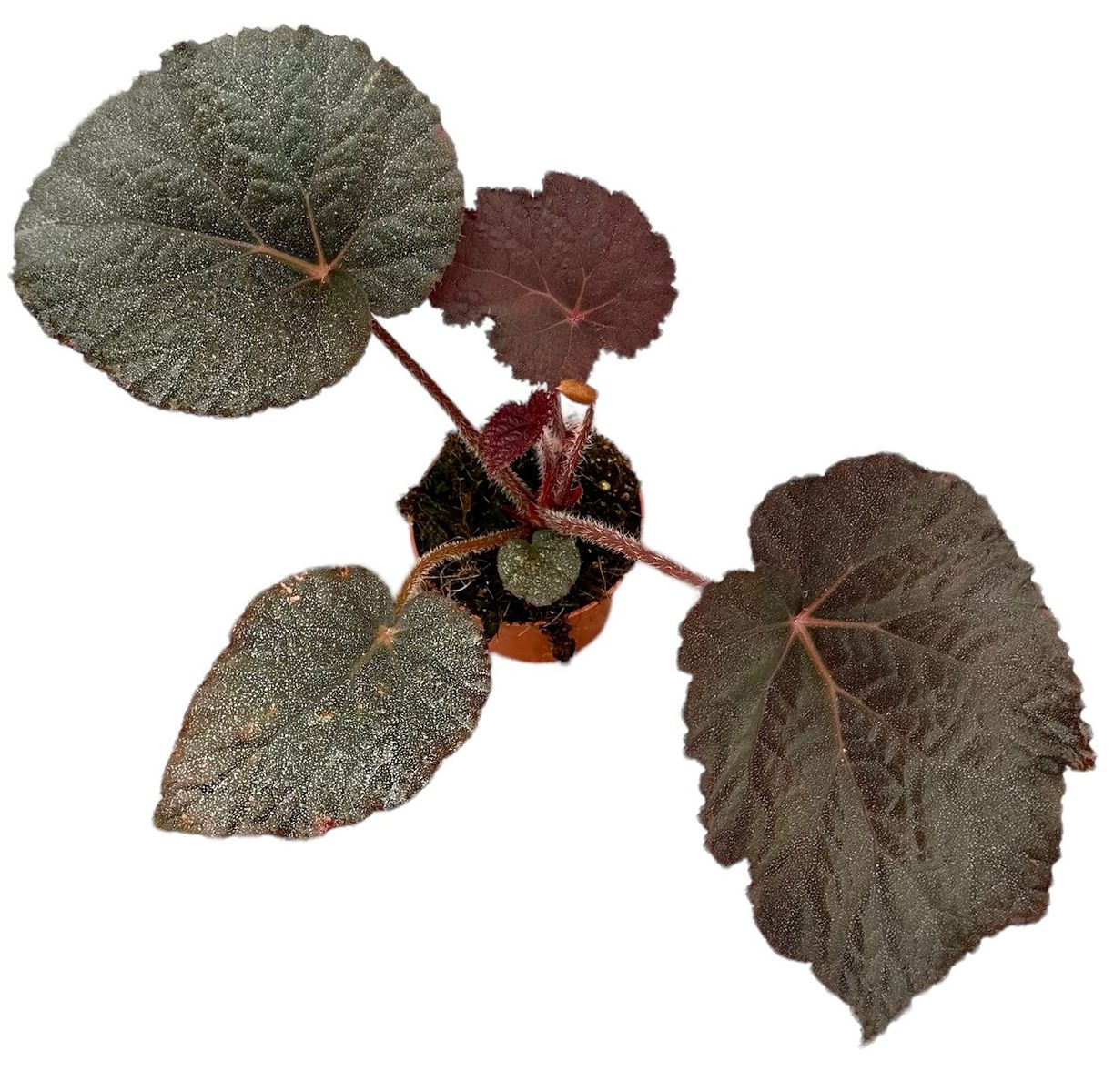 Begonia 'Taconite' — Plant Wholesale FlorAccess