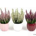 Calluna vulgaris MIX