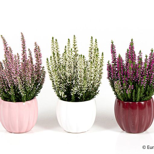 Calluna vulgaris MIX