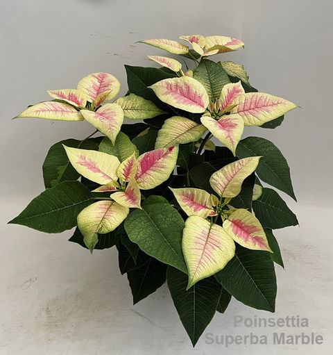 Euphorbia pulcherrima SUPERBA MARBLE