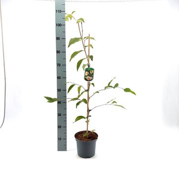 Stewartia pseudocamellia