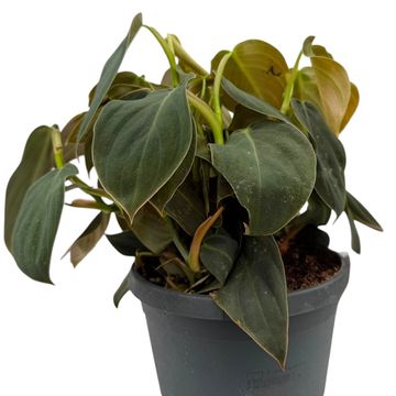 Philodendron gigas