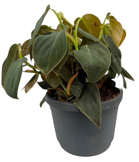 Philodendron gigas