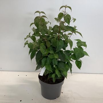Cornus kousa chinensis