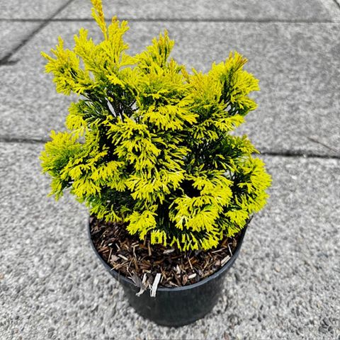 Chamaecyparis obtusa 'Gold Post'