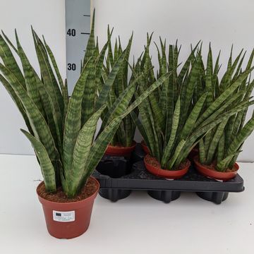 Sansevieria zeylanica 'Greenline'