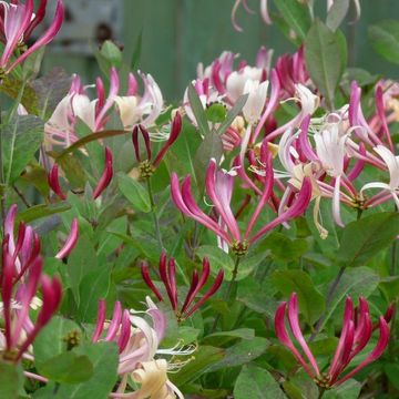 Lonicera periclymenum 'Serotina'