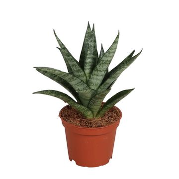 Sansevieria Icicle