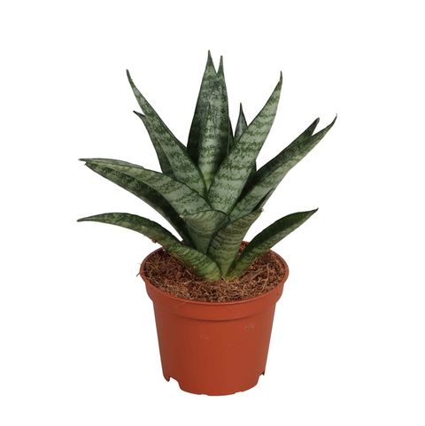 Sansevieria Icicle