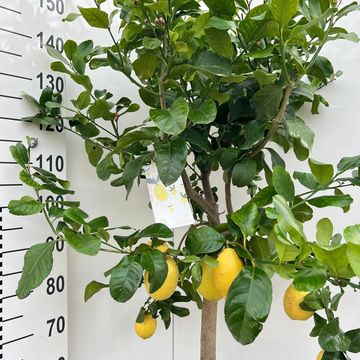 Citrus x limon
