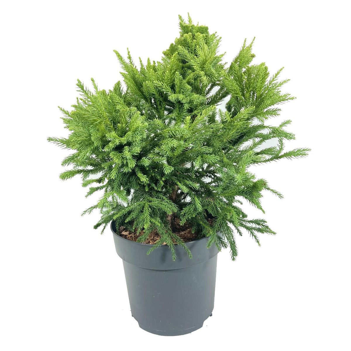 Cryptomeria japonica SERAMA — Plant Wholesale FlorAccess