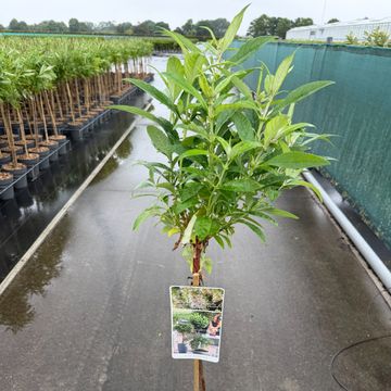 Buddleja davidii BUTTERFLY CANDY LITTLE WHITE