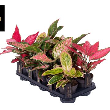 Aglaonema MIX