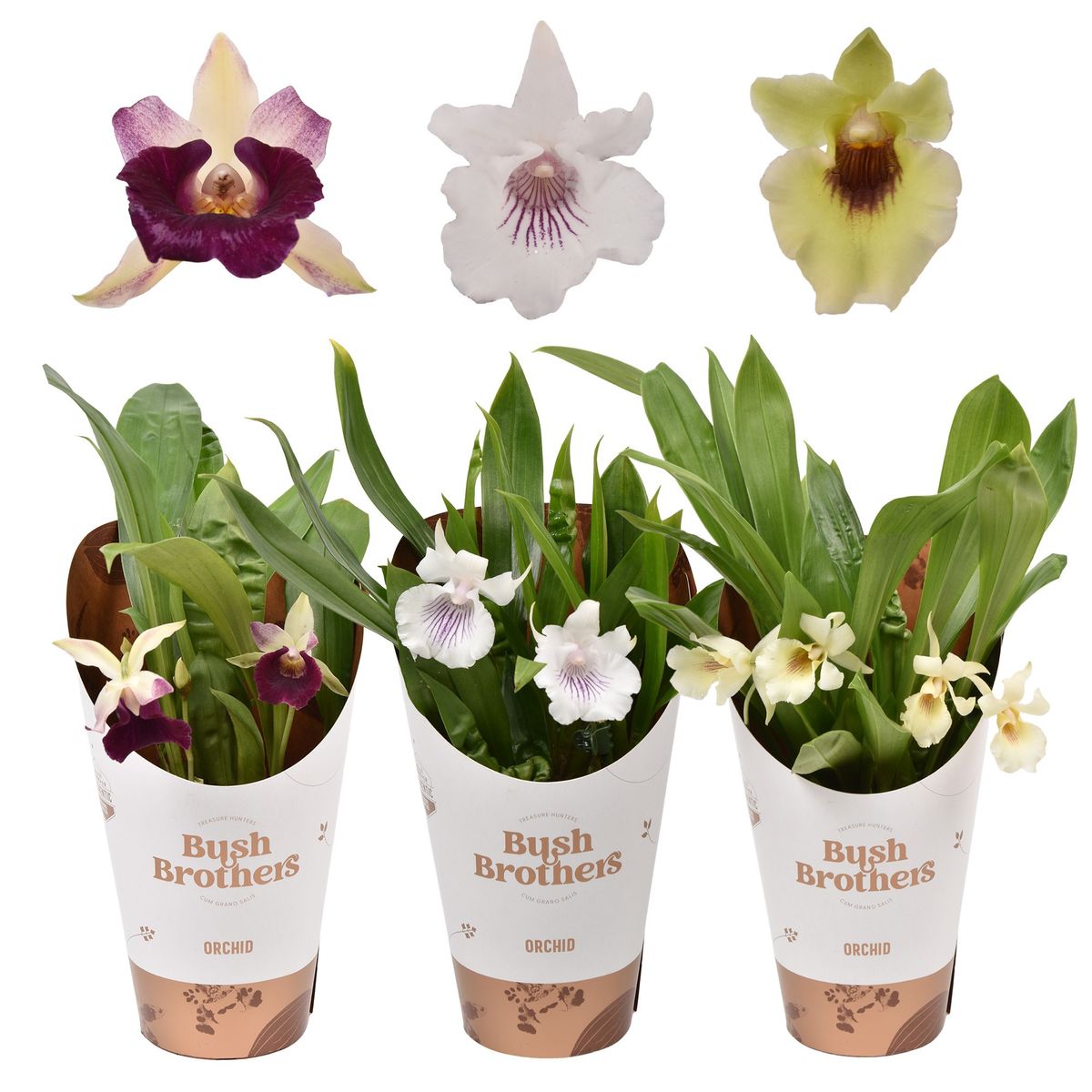 Cochleanthes Mix — Plant Wholesale Floraccess