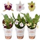 Cochleanthes MIX