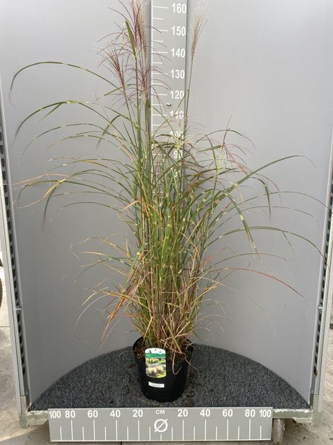 Miscanthus sinensis 'Zebrinus'