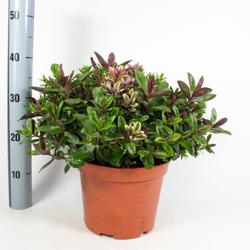 Hebe MIX IN POT