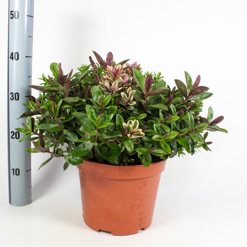 Hebe MIX IN POT