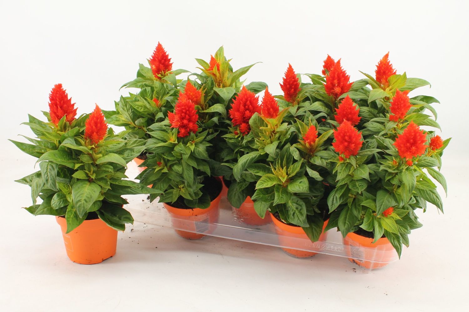 Celosia KELOS FIRE ORANGE — Plant Wholesale FlorAccess