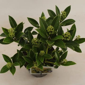 Skimmia japonica 'Ballerina'