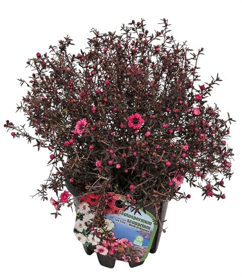 Leptospermum scoparium