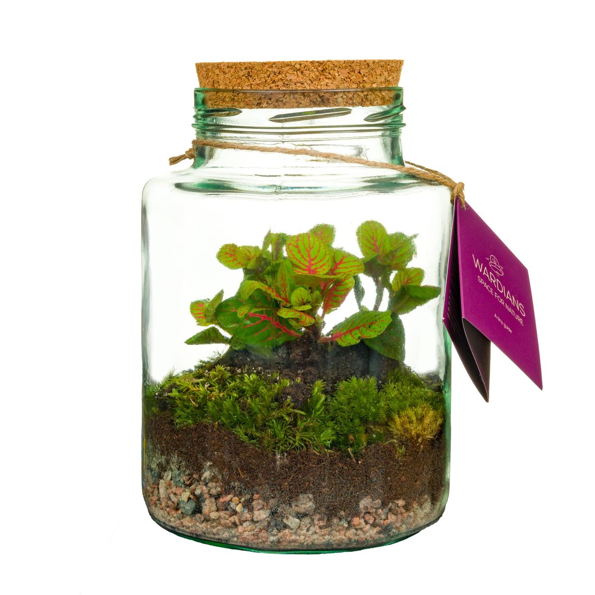 Arrangements Terrarium — Plant Wholesale FlorAccess