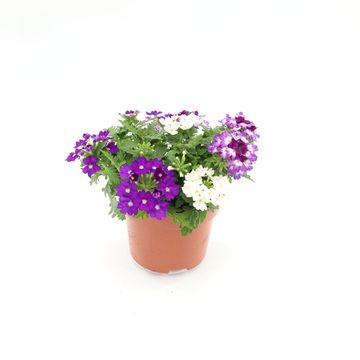 Verbena MIX IN POT