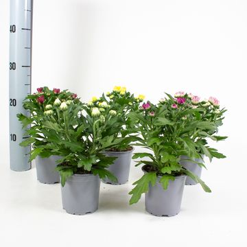 Chrysanthemum INDICUM MIX