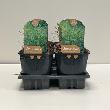 Miscanthus sinensis 'Strictus Dwarf'