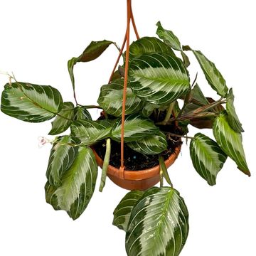 Maranta 'Silver Band' Maranta 'Silver Band'