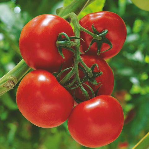 Solanum lycopersicum 'Sparta'