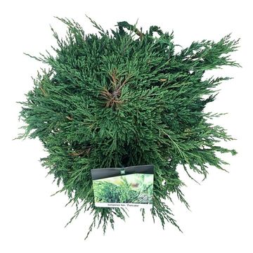 Juniperus horizontalis 'Pancake'
