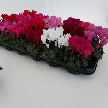 Cyclamen persicum MIX