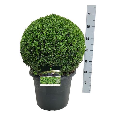 Buxus sempervirens