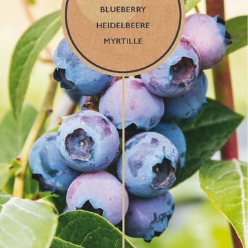 Vaccinium corymbosum 'Jersey'