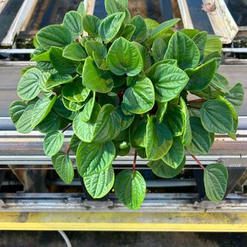 Peperomia albovittata 'Rana Verde'