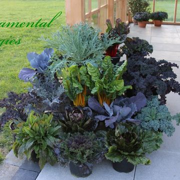 Brassica oleracea MIX