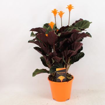 Calathea crocata 'Tassmania'