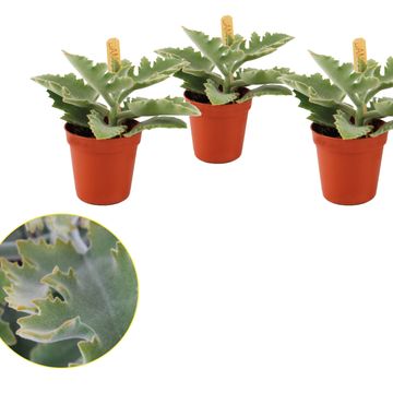 Kalanchoe beharensis