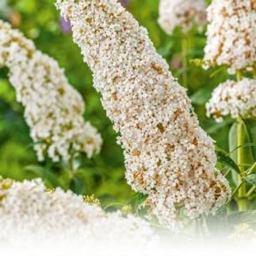 Buddleja davidii 'White Profusion'