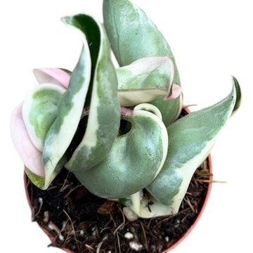 Hoya carnosa 'Compacta Variegata'