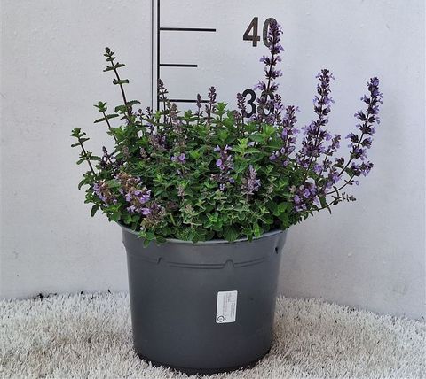 Nepeta x faassenii