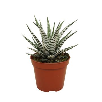 Haworthia fasciata 'Alba'