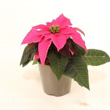 Euphorbia pulcherrima PRINCETTIA DARK PINK